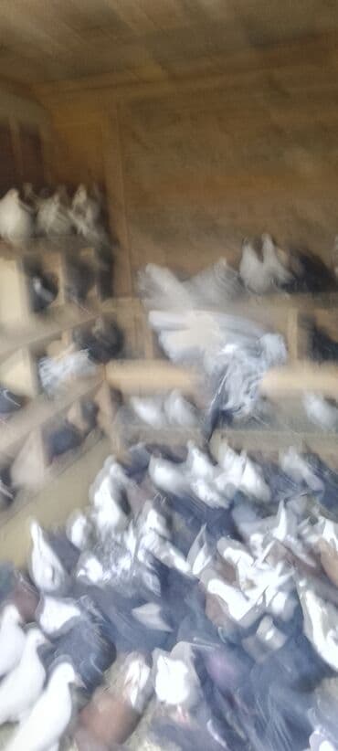 quş yuvası: Məhsul: Ev göyərçinləri toplusu Təsvir: - Şəkillərdə müxtəlif rəng və — 2