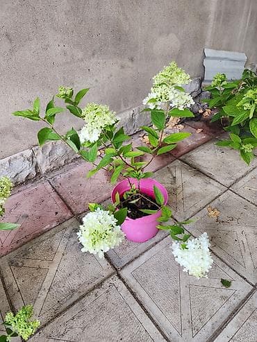 çöl sarmaşığı: Ağ çiçəkləri olan panikulyar hortensiya (Hydrangea paniculata) – — 9