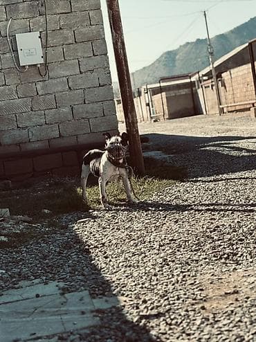 Quşlar: Pitbul, Erkek — 1