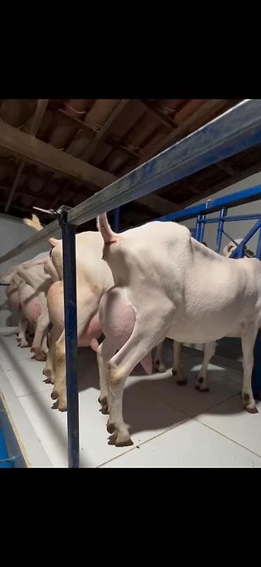 mal inək: Süd istehsalı üçün yüksək məhsuldar keçilər – damazlıq sürü 6 eded — 1