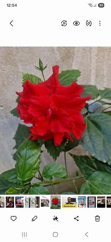 gubre: Qırmızı güllü ev hibiskusu (Çin qızılgülü) – saksıda - Bitki növü — 3