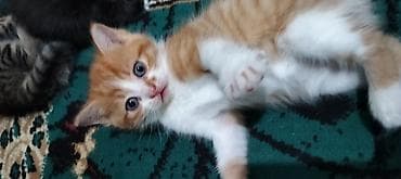 Tabbi, Yaxşı əllərə