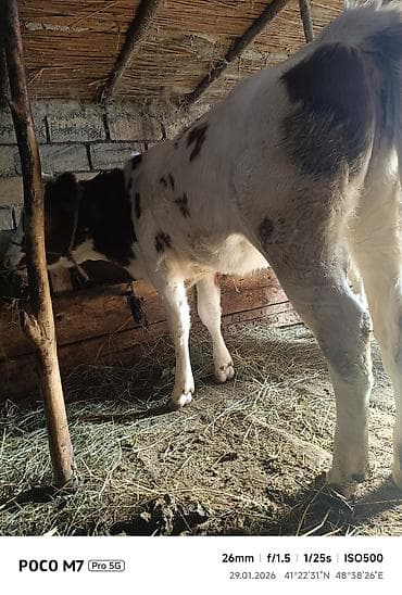 Dana, buzov, Dişi, ay: 6, 65 kq, Damazlıq, Ünvandan götürmə lalafo.az -da Dana, buzov, Dişi, ay: 6, 65 kq, Damazlıq, Ünvandan götürmə