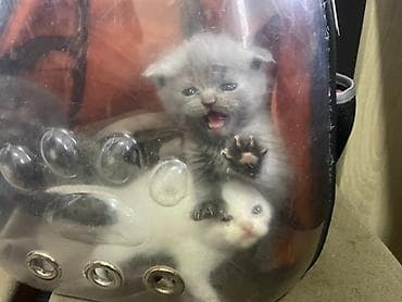 Şotland yastı qulaq, Erkək, Yaxşı əllərə, Ödənişli çatdırılma