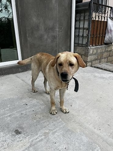 Labrador-retriver, 1 il, Erkək, Ödənişli çatdırılma