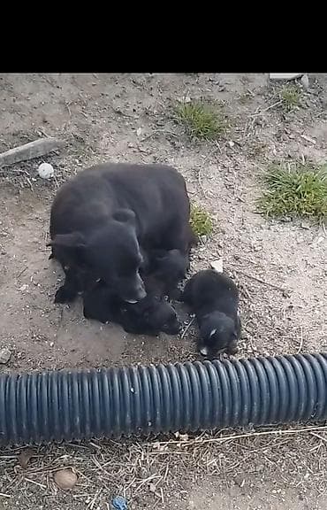 ov itleri satisi: Peyvəndli — 2