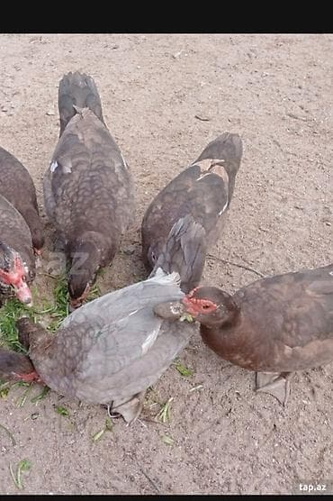 lal ördey: Salam 3 disi 1 erkey disin biri kul rengidi hamsi yumurtduyur disi 30 — 2