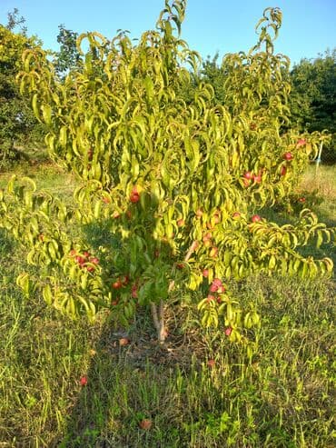 Kia: Nektarin bağı – məhsuldar, bakım görmüş ağaclar - Məhsul: Ağaclarda — 5
