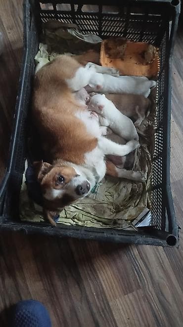 qurdbasar itləri: Zvonok, 1 il, Dişi, Peyvəndli, Ödənişli çatdırılma — 1