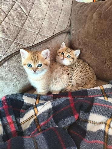 sinsila: Şinşilla, Erkək, Dişi, Pulsuz çatdırılma — 4