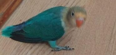 Gəmiricilər: Salam Fişler 4 aylıq olan balalar satılır, Türkiyədən gələn quşların — 6