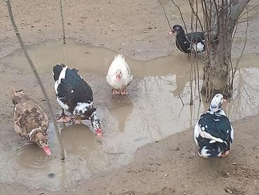 Muscovy ördəkləri (indo-ördəklər) – qarışıq rənglərdə sürü Məhsul