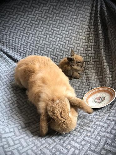 Akvariumlar: 🐰Dekorativ Lionhead bala dovsanlar 1 ayliq saglam, aktiv ve cox sirin — 9