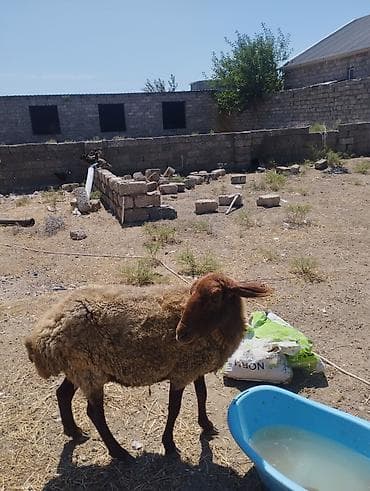 qoyun derisi: Əvvəla salam mən alverçi deyiləm öz qapın heyvandir satıram — 2