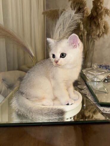 pers pişiyi: Cins Paroda pişikləri. Şotland, Britan, Pers. Rəngləri də cür bə cür — 6