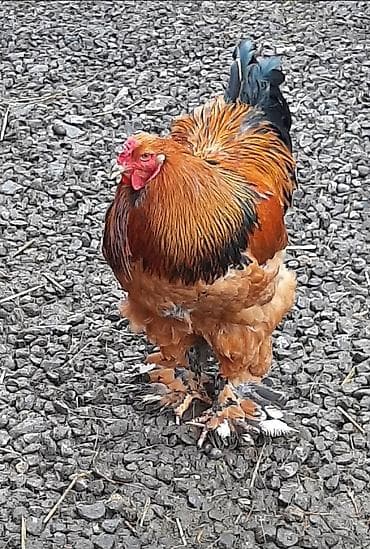 ataks cucələri: Toyuq cücələri, Damazlıq — 7