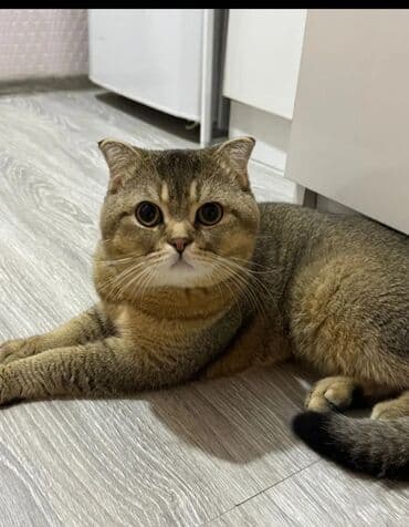 hündüşqa satışı: Şinşilla, Erkək — 1