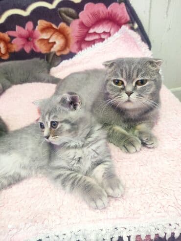 Opel: Шотландская, Самец, Самовывоз — 9