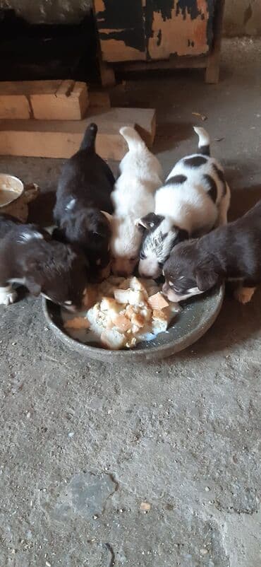 itlərin satşı: Zvanok balalari satilir qiymet 1 ededine aiddi unvan bileceri — 5