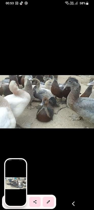 lal ordek nece gune bala cixardir: Muscovy (indo) ördək balaları – müxtəlif rənglərdə. - Cins — 4