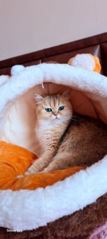 şotlan pişik: Şotland yastı qulaq, Erkək, Dişi, Yaxşı əllərə, Ünvandan götürmə, Pulsuz çatdırılma, Ödənişli çatdırılma — 67