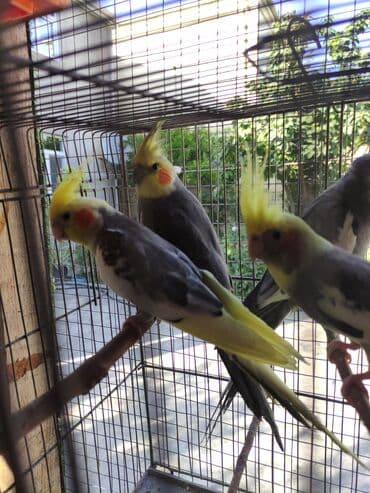 Gəmiricilər: Korella biri 50 Azn Məhsul: Nimfa tutuquşuları (Cockatiel) Təsvir: - — 1