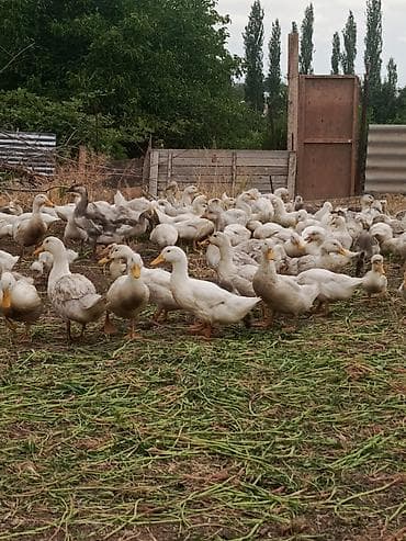 xaski gence: Kuban ordekleri damazliq ve yumurtaliq — 2