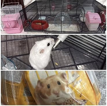 Qəfəslər: Hamster üçün tam dəst aksesuar və avadanlıqlar - Qəfəs: iki — 4