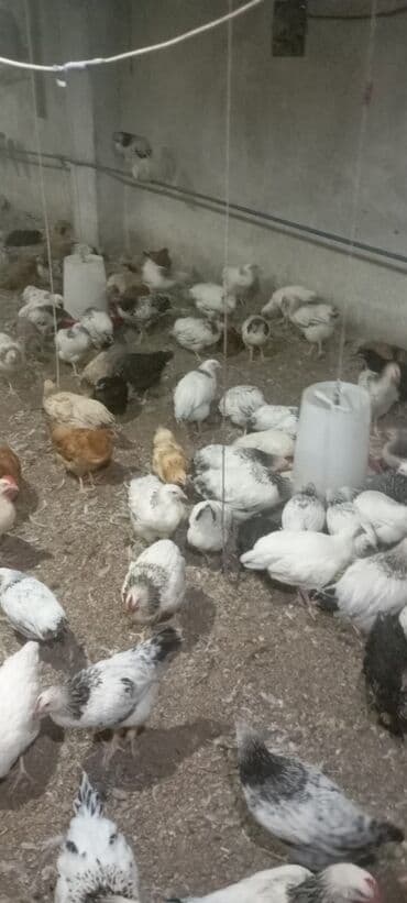 Inəklər, öküzlər: Toyuq, Yumurtalıq, Ünvandan götürmə — 2