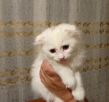 Tabbi — 1