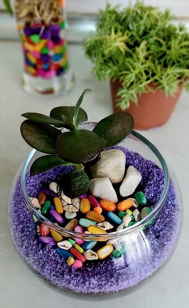 Buket güllər: Şüşə akvariumda kaktus və sukulentlərdən ibarət mini bağça. Bənövşəyi — 3