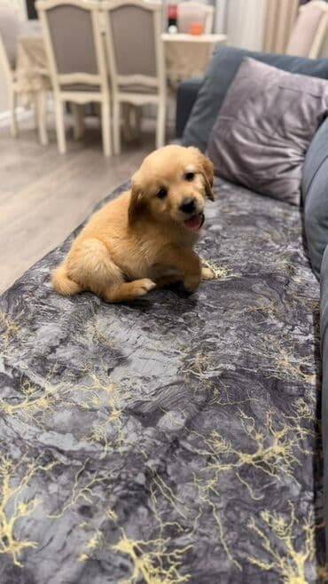 labrador retriever: Retriever, Dişi — 8