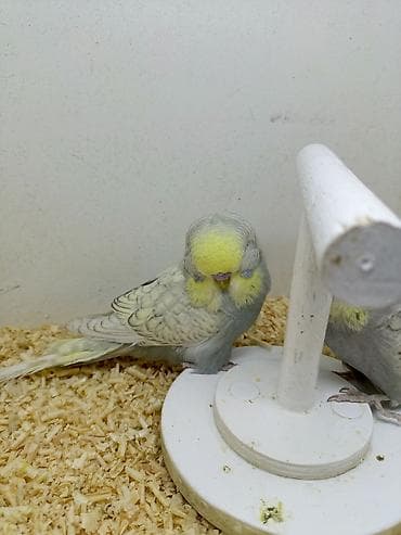 feniks quşu: 3 ay yarmlıg quşlardı Təmiz qan jumbolardı Erkək dişi dir Qiymət — 5