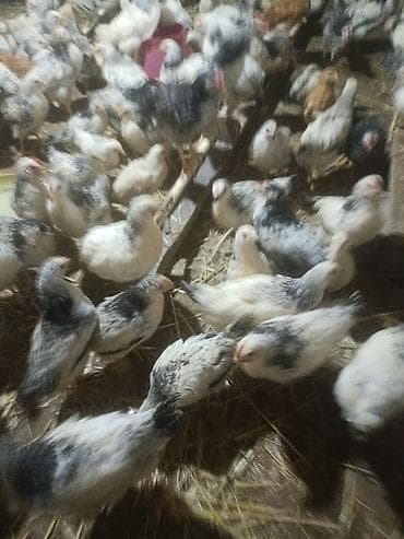 Сельхоз птицы: Куриные цыплята, Для мяса, Самовывоз — 10