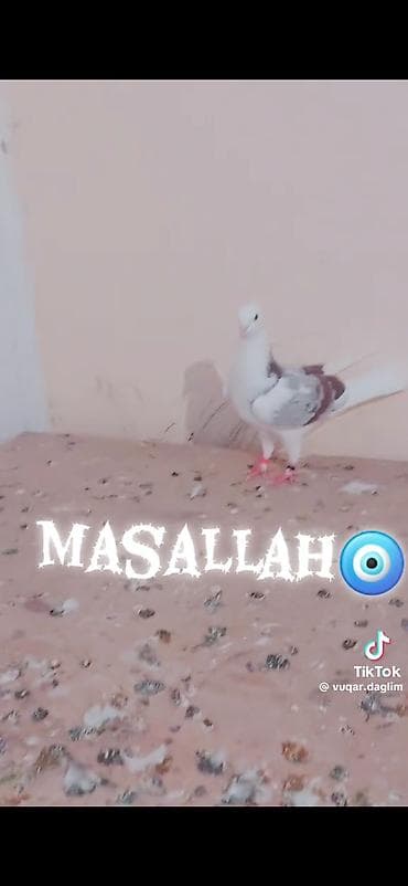 quş satılır: Qırmızı-boz naxışlı, ağ əsas rəngli dekorativ göyərçinlər dəsti — 4