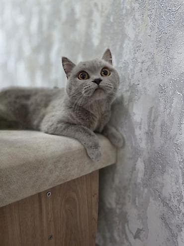 britan pişikləri: Britan — 2