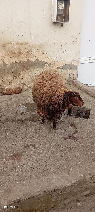 Pişiklər: Qoyun – yerli cins, qəhvəyi rəngli, uzun və sıx yunlu. qala dişi — 2