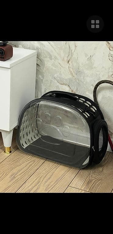 Heyvanlar üçün mallar: Şotland yastı qulaq, Erkək, Yaxşı əllərə, Pulsuz çatdırılma — 7