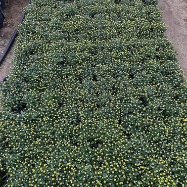 topdan gül satışı: Xrizantema payızgüllərinin topdan və pərakəndə satışı. Qiymətlər — 22