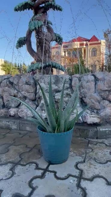 продажа комнатных растений: Aloe vera barbadensis dibceki 3.azndan 100 azna kimi var — 5