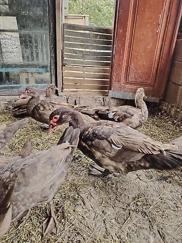 arpa qiyməti 2025: Muscovy sort lal ördəklər – müxtəlif rənglərdə balalar Rəng çeşidləri — 6