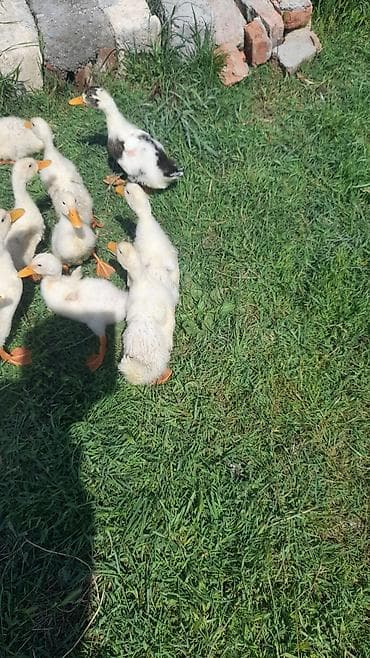 poni at satilir: Salam. 1 Ay 10 Günlük Pekin Ördəklər Var Satışda. İstiyənlər Əlaqə — 4