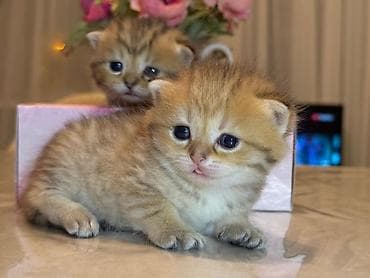 sinsila pisik: Qızıl şinşilla, Erkək, Dişi, Yaxşı əllərə, Ünvandan götürmə, Ödənişli çatdırılma — 3