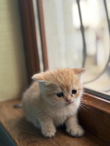 pişik balasi: Britan — 5