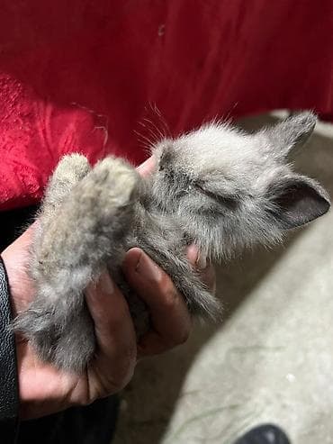 yeher satisi: Dekorativ Lionhead bala dovsanlar Ve Qulaqi sallag dovsanda satilir — 7