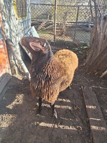 darling it yemi: Qəhvəyi yunlu qoyun - Cins: yerli ət‑yun istiqamətli (qəhvəyi rəngdə — 2