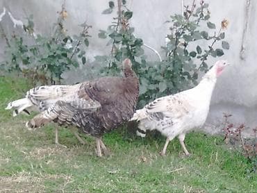 mal qara fermalari: Dişi, Ətlik, Ünvandan götürmə — 2