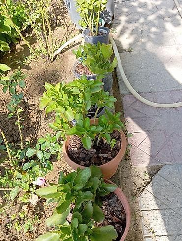 pion gulu: Qabları böyükdü sarı açanida var qırmızı açanida 6 dibçekdi 6 da bir — 3