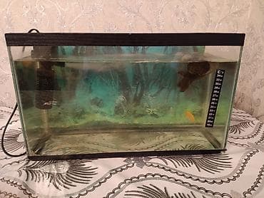 Akvaryum komplekti
20 litirden çoxdu 2 balıq da var icinde