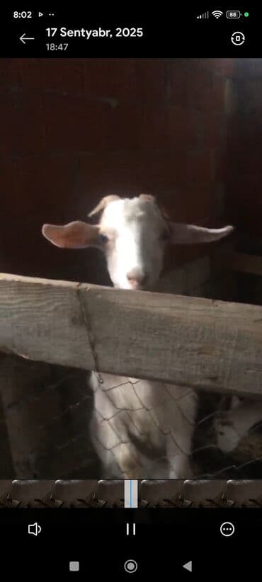 çəpiş əti: Ağ rəngli, buynuzlu keçi. - Cins görünüşü: yerli süd‑ət istiqamətli — 4